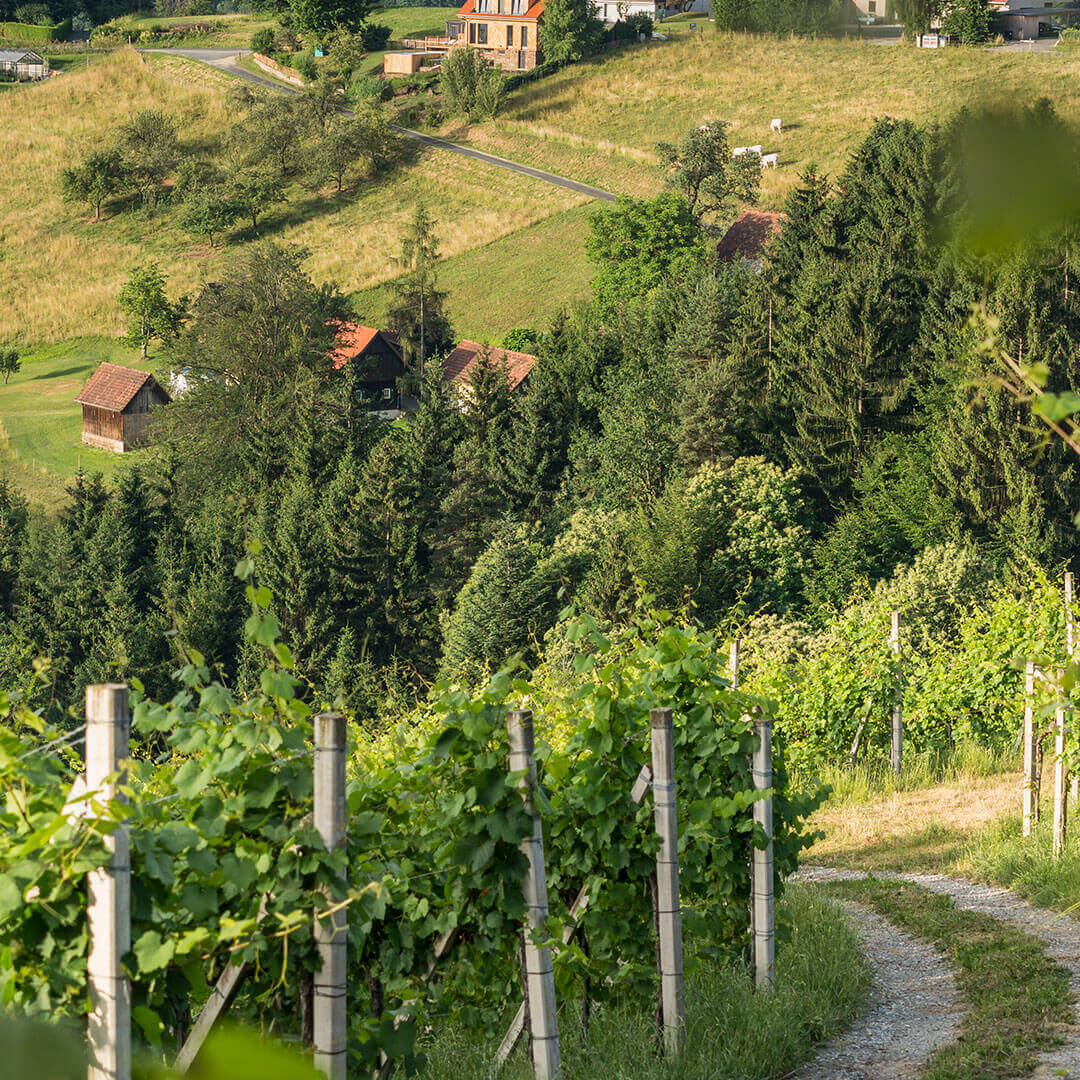 Weinanbau in der Südsteiermark: