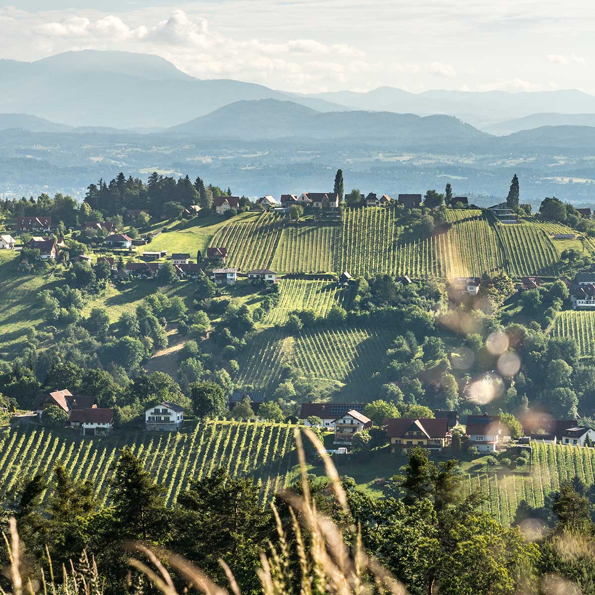 Weinanbau in der Südsteiermark: