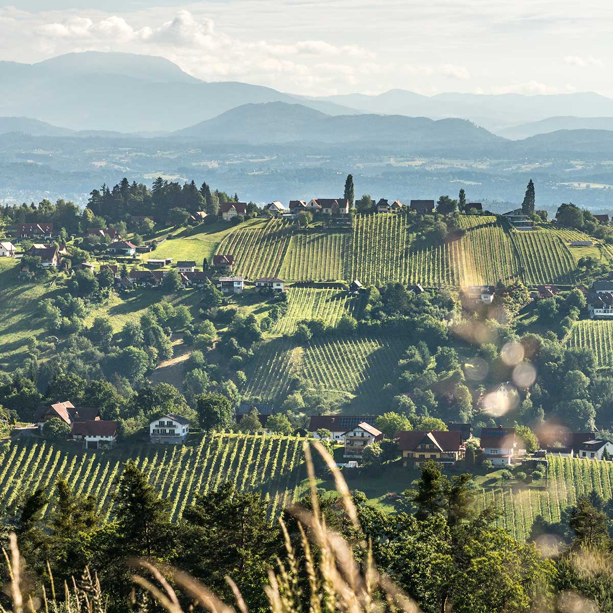 Uralub-Südsteiermark-Weinberge-Weinstraße