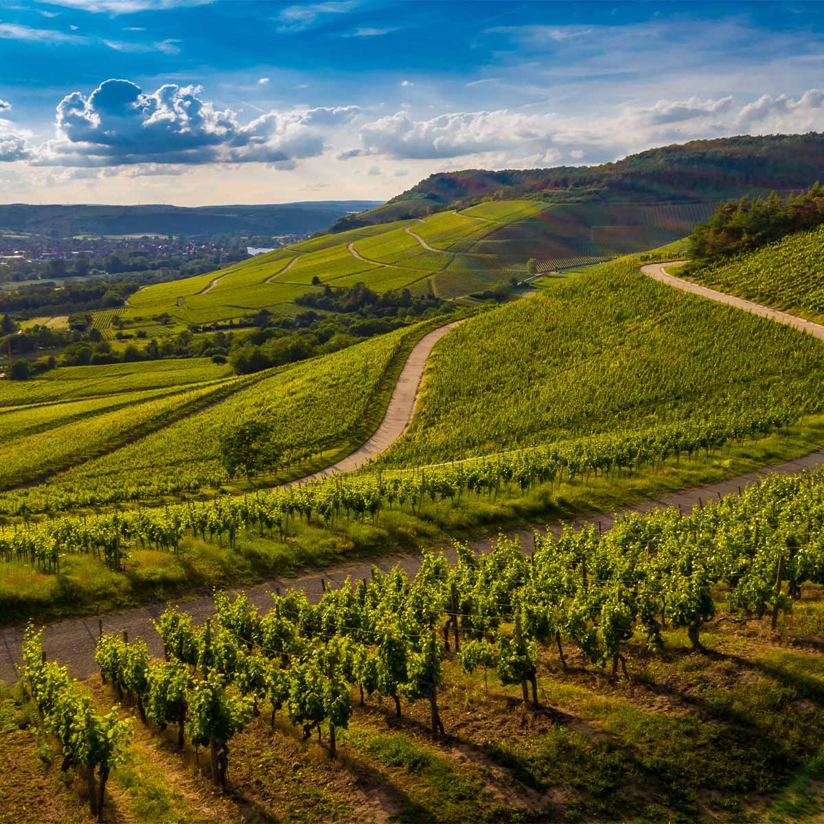 Ausblick-Weinagarten